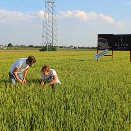Reisfeld bei Gerasdorf