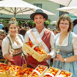 © Vino Versum Poysdorf Tourismus Der Weinviertler Kirtag läutet die diesjährige Marillensaison ein
