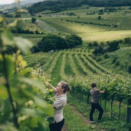 Weingut Pferschy-Seper, Wienerwald