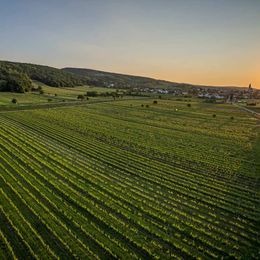 Weingärten der Familie Kollwentz