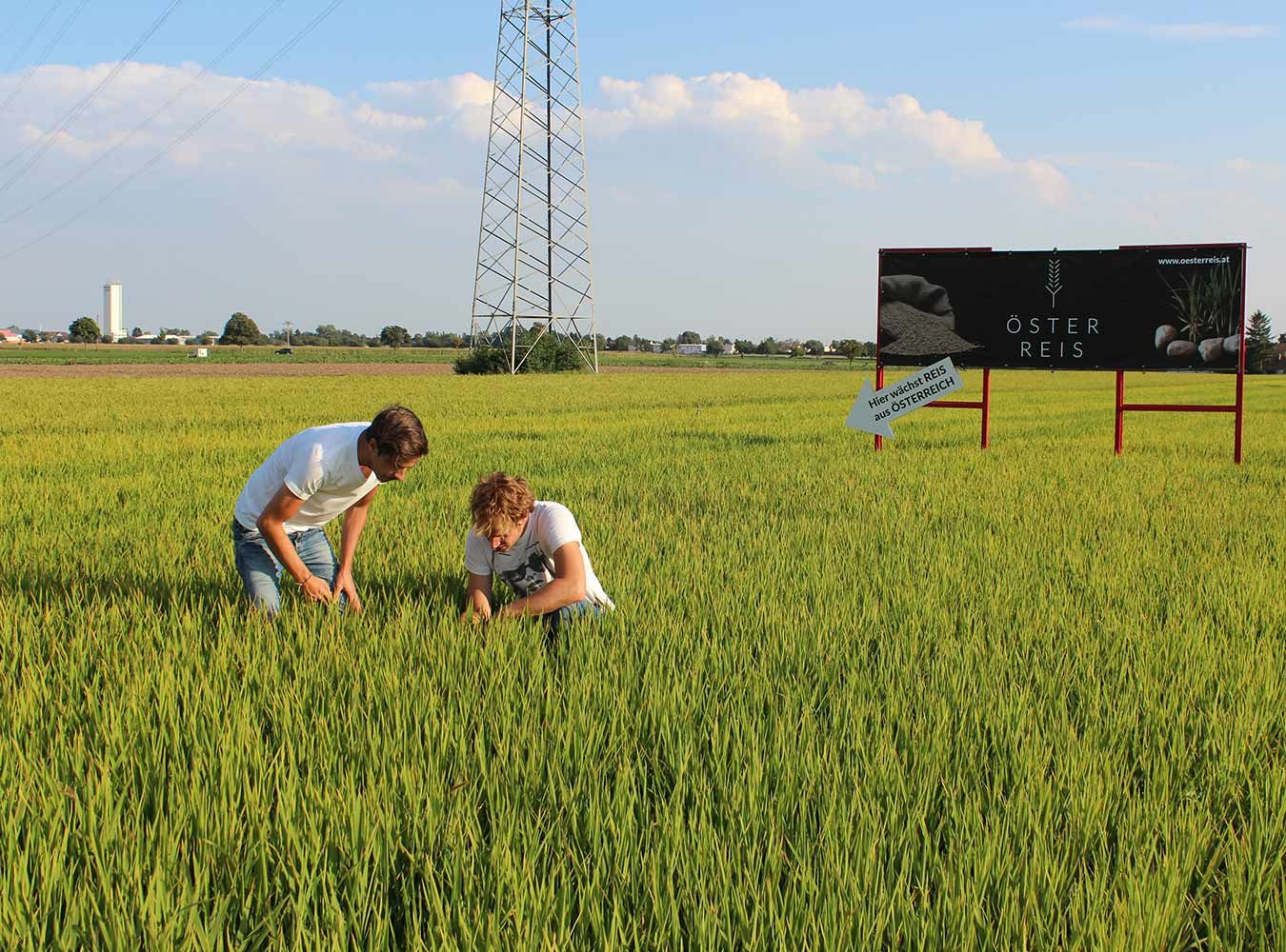 Reisfeld bei Gerasdorf