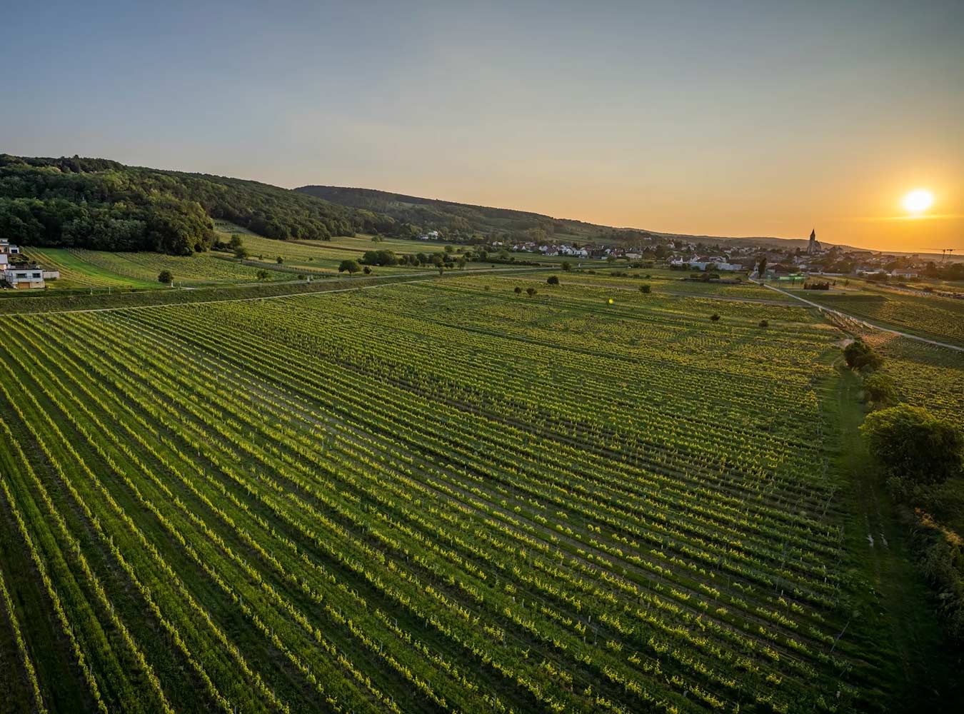 Weingärten der Familie Kollwentz