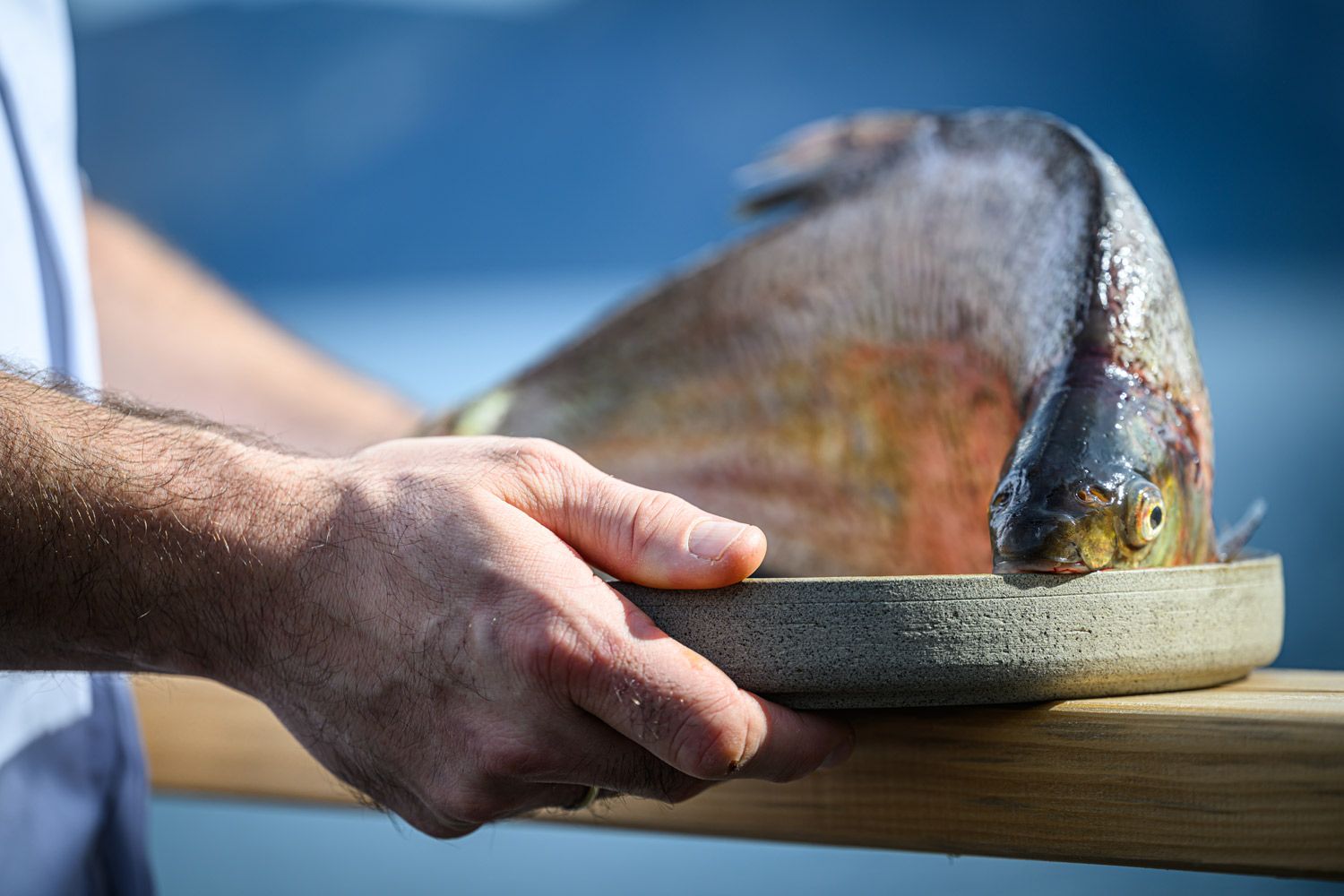 Fangfrisch vom Traunsee