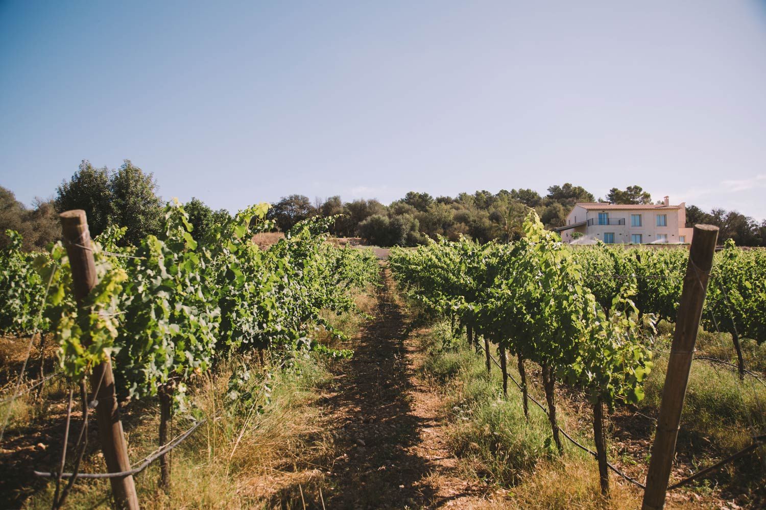 Natxo Bassols Weinreben Can Feliu x Montesión in Porreres