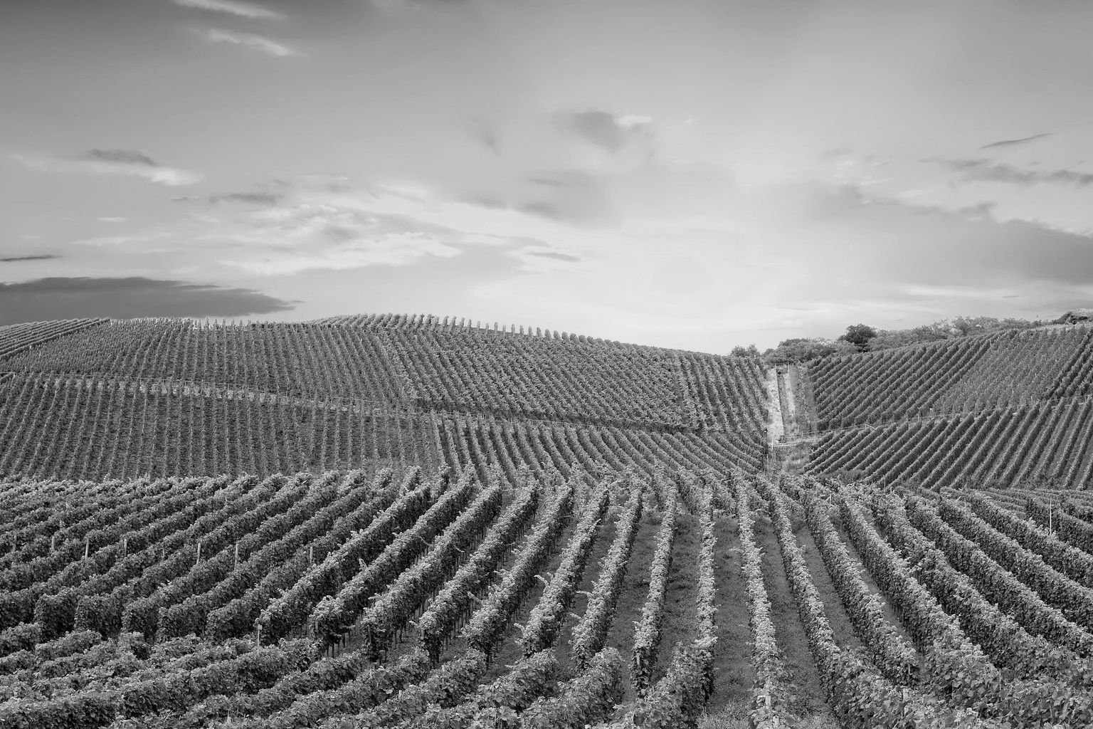 Symbolfoto Shutterstock