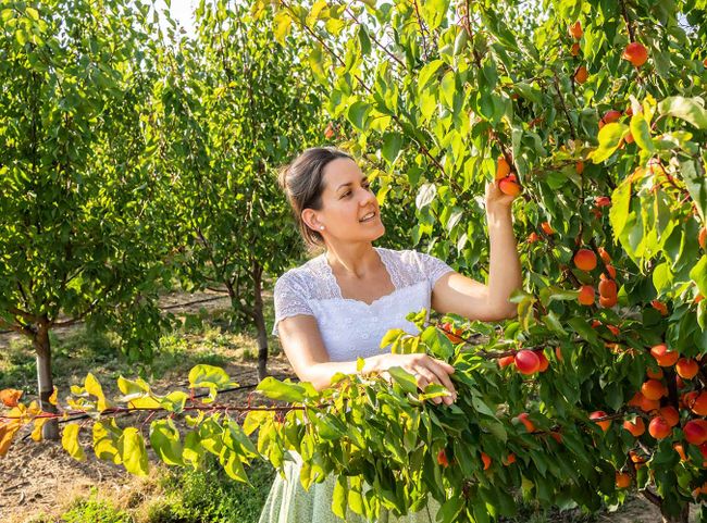 Marillenglück im Marillengarten