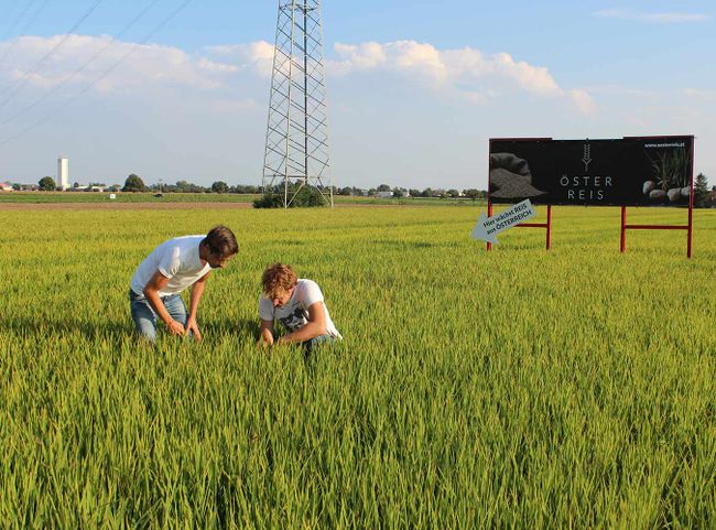Reisfeld bei Gerasdorf