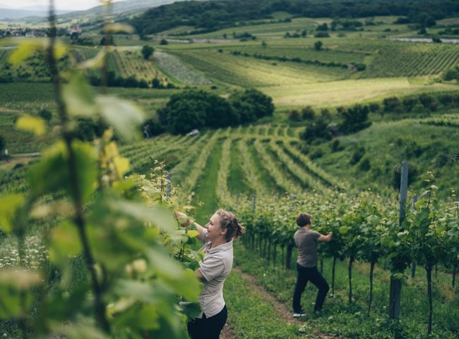 Weingut Pferschy-Seper, Wienerwald