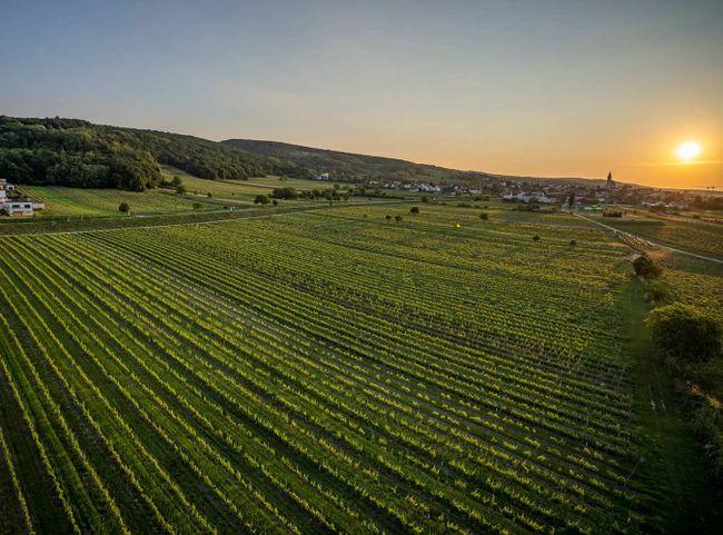Weingärten der Familie Kollwentz
