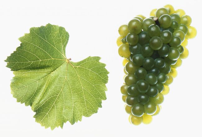 Die autochthone Rebsorte Neuburger. Credit: ÖWM, Armin-Faber