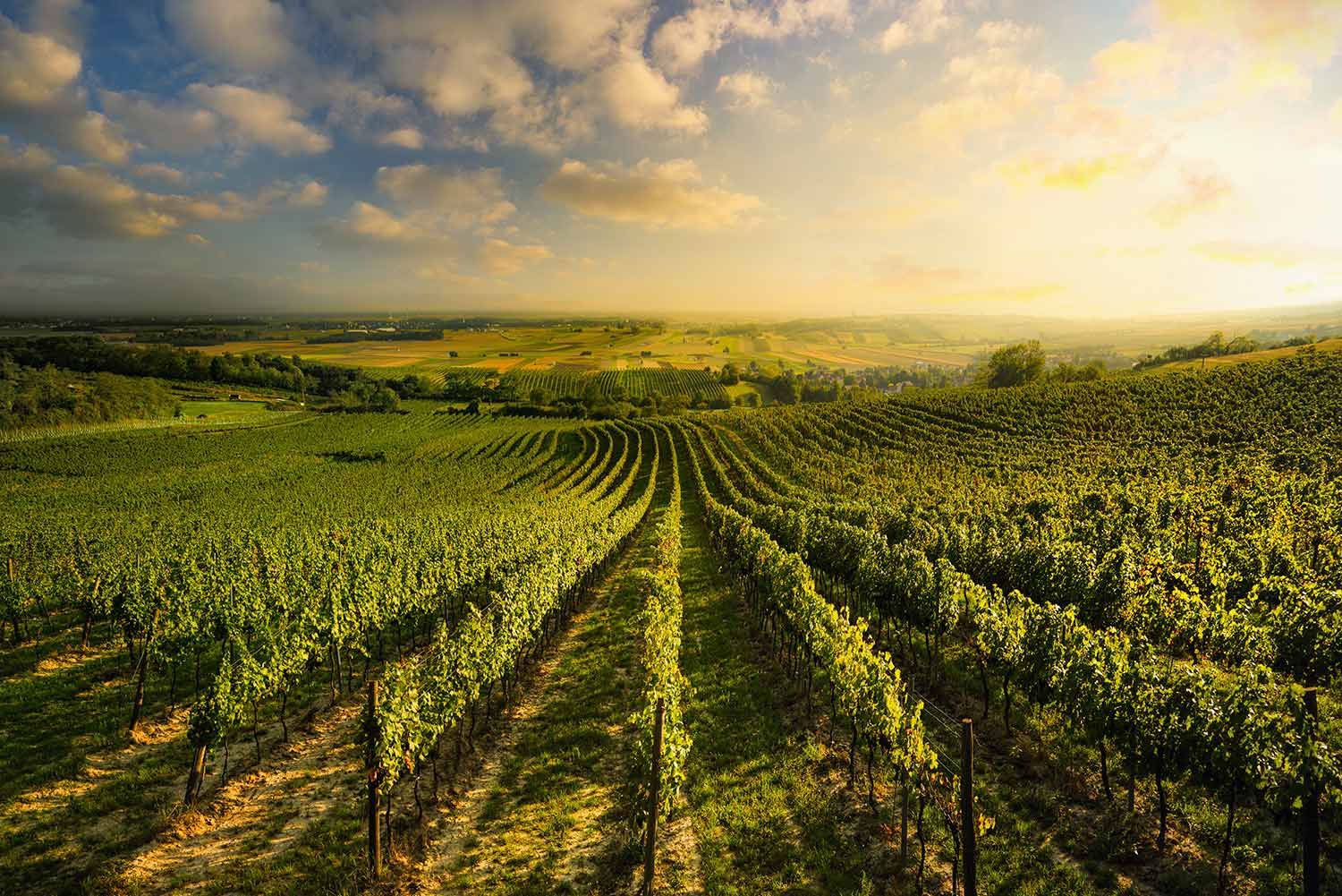 Dafür steht Weinviertel DAC: Herkunft im Glas